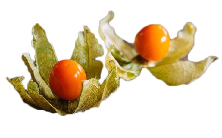 Ashwagandha in Kapseln und Tropfen Bluestone
